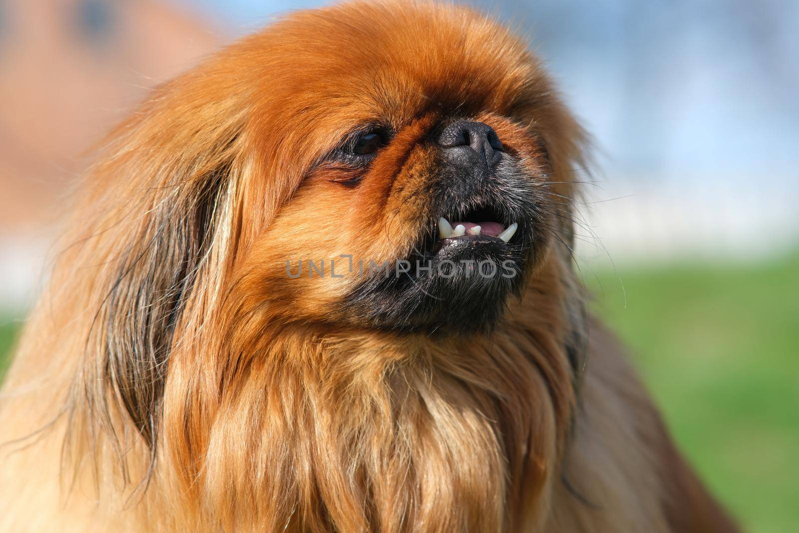 Close-up of a Pekingese muzzle. by N_Design