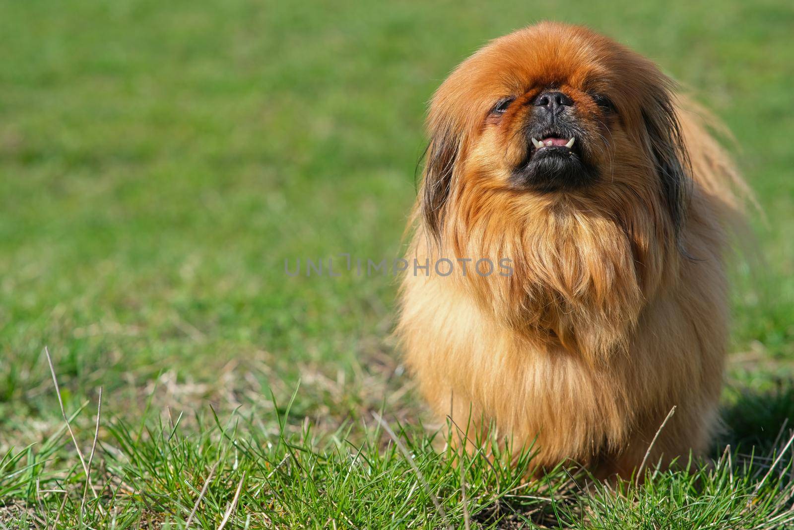 Dog breed Pekingese on a green grass. Shaggy elderly Pekingese red color. Cute fluffy dog.
