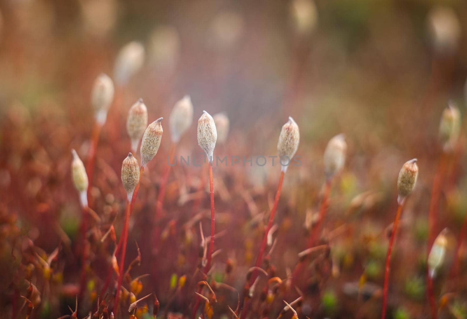 Macro of young moss. Microworld of forest moss. Moss close-up.