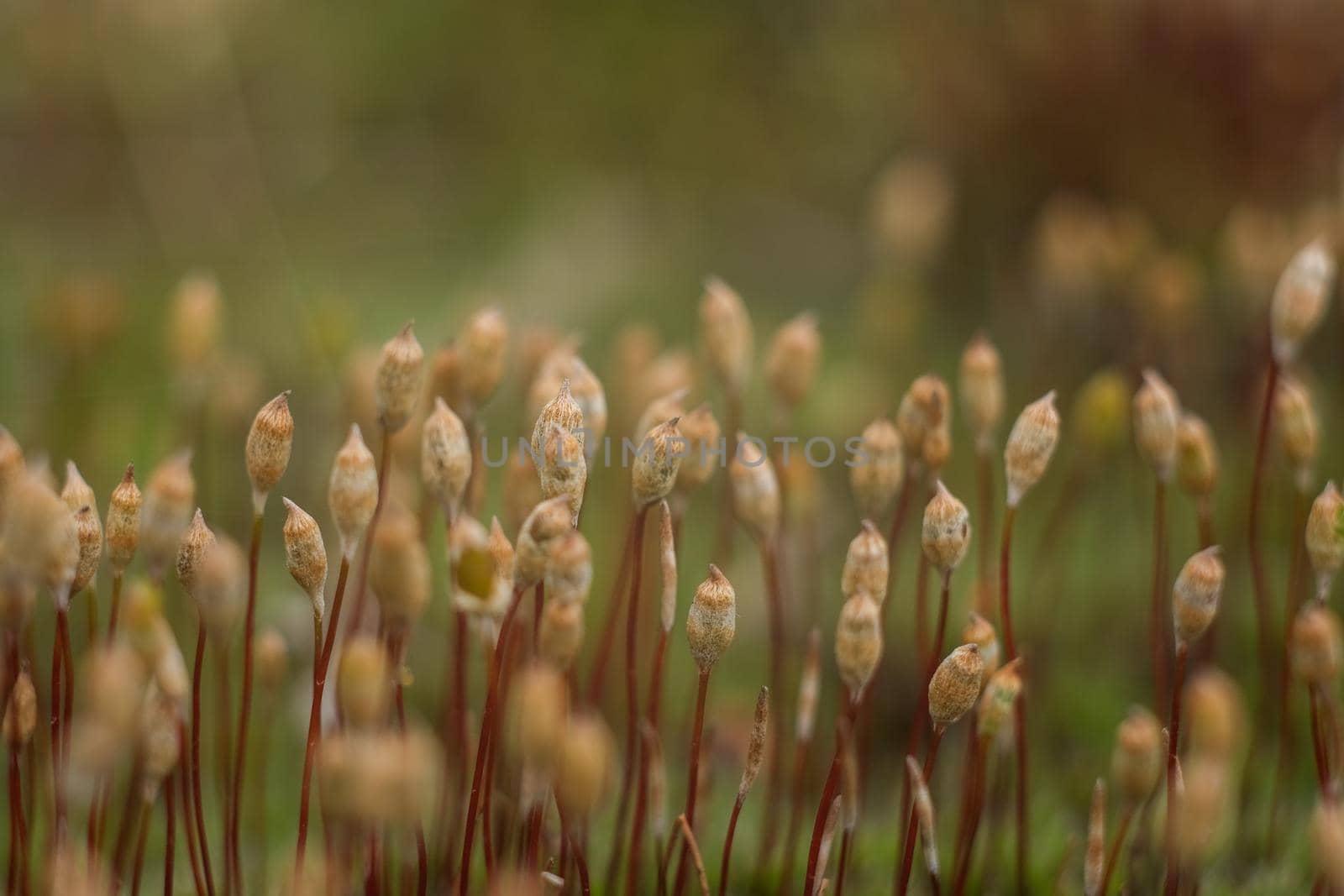 Macro of young moss. Microworld of forest moss. Moss close-up.