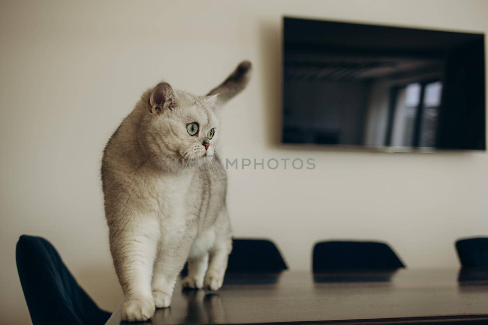 Beautiful purebred white cat walks on the table in the living room, on the background of the TV by fentonroma