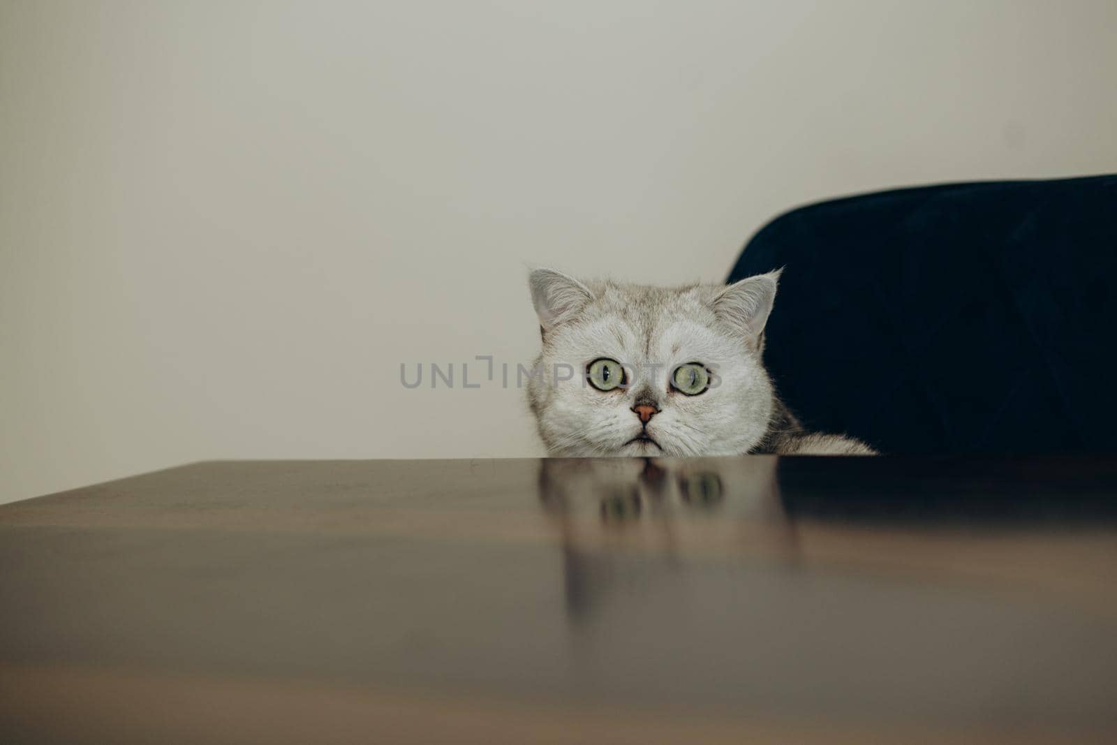 The white kitten was curiously looking up at the wooden table. interior studio room for display products.