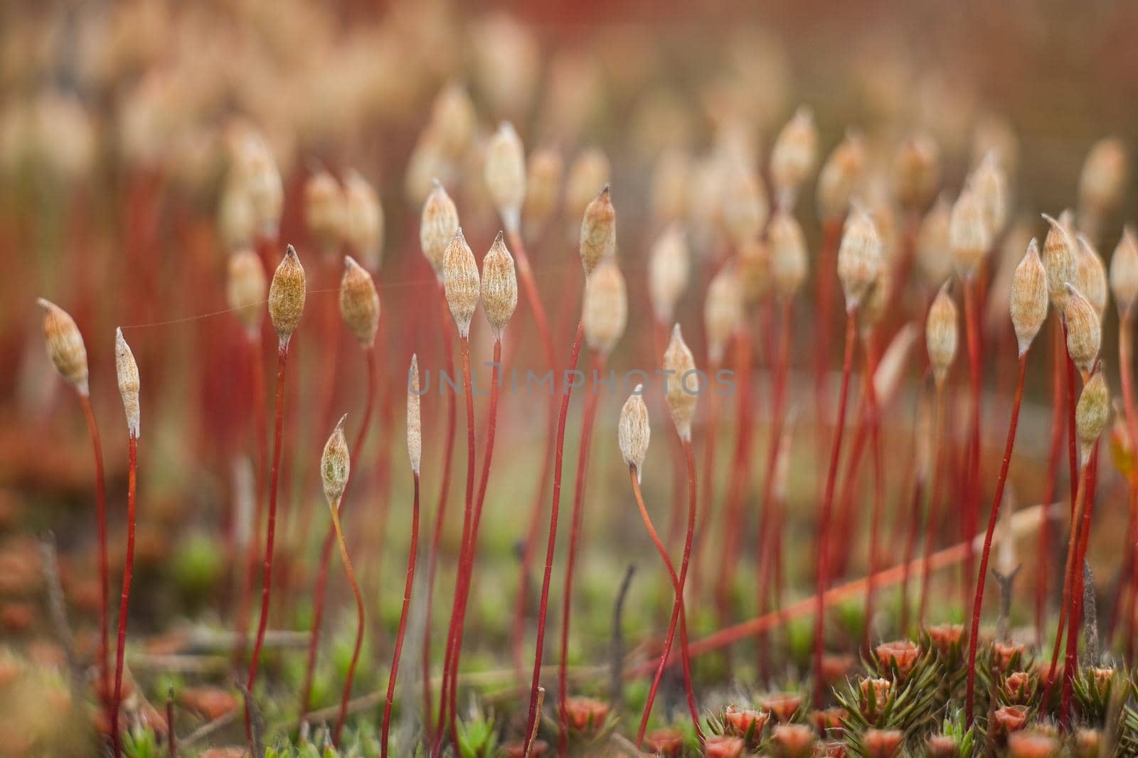 Macro of young moss. Microworld of forest moss. Moss close-up.