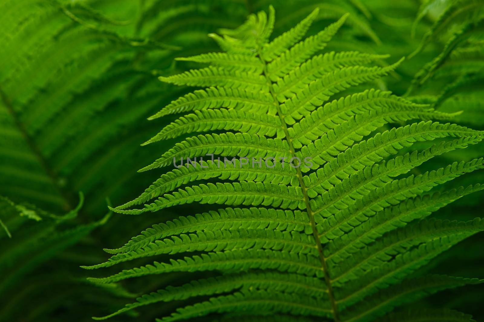 Beautiful background of young green fern leaves. Beautiful ferns leaves of green foliage. by N_Design