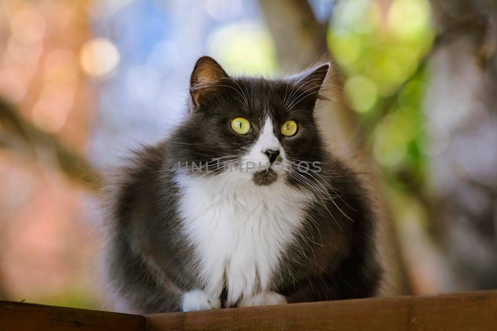 Outdoor portrait of lack and white cat