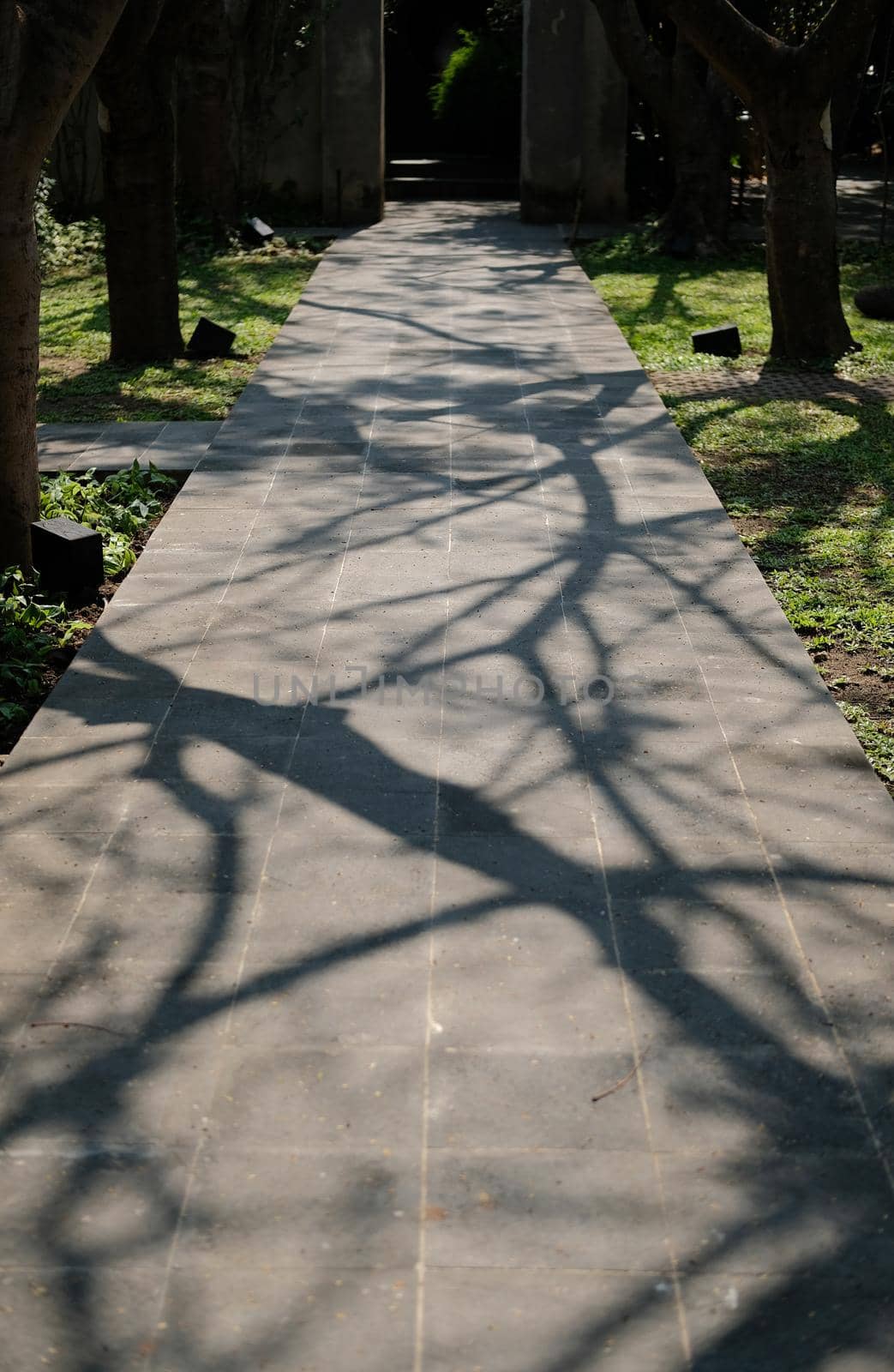 branch tree shadow on walkway pathway in garden park