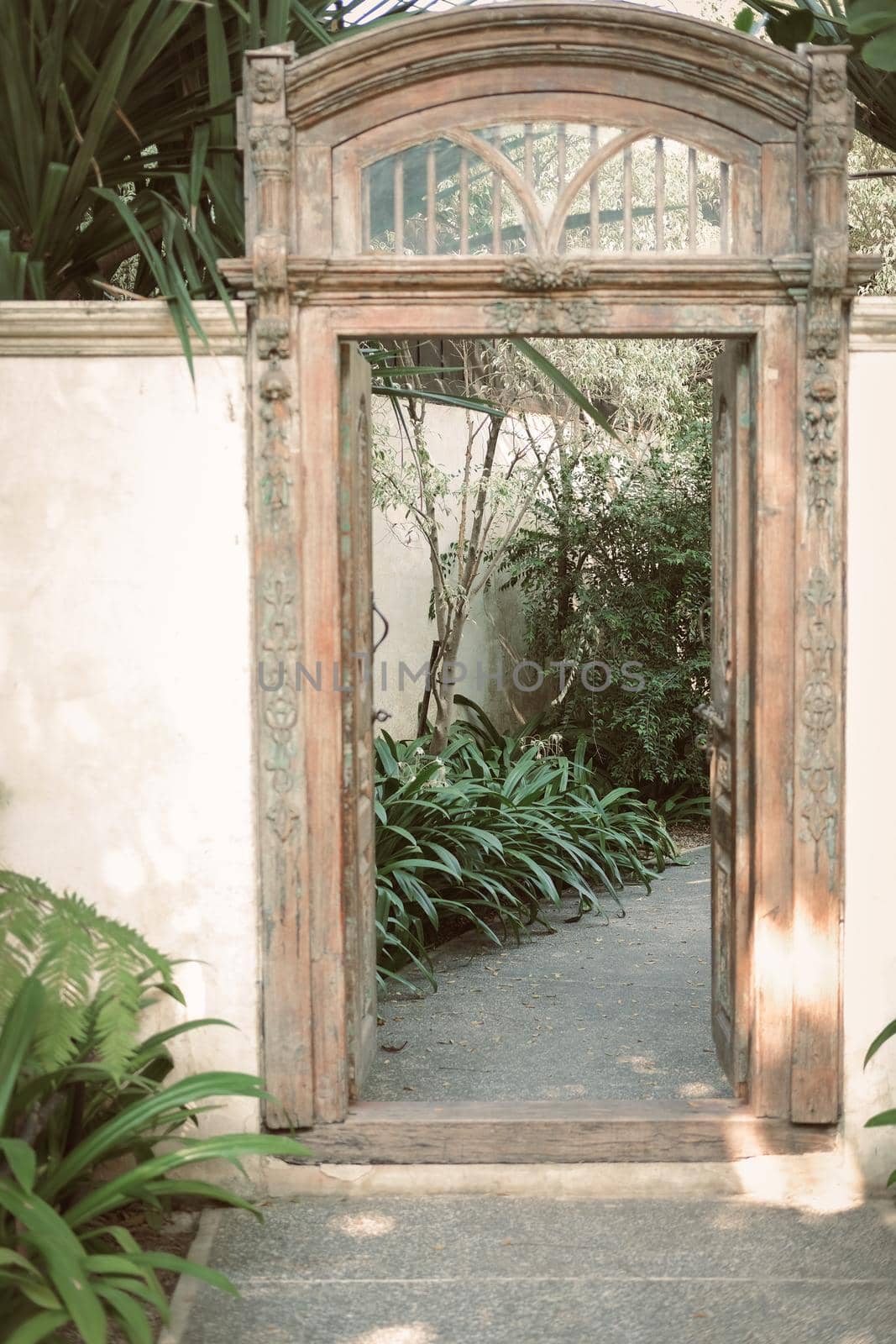 tree plant beside walkway in garden & old vintage wooden door