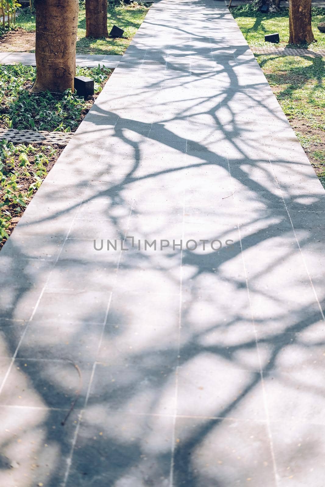 branch tree shadow on walkway pathway in garden park