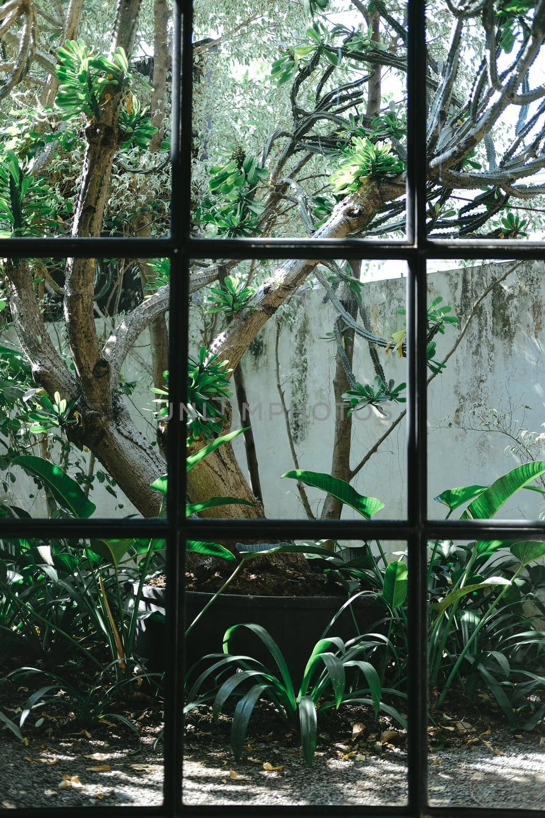 glass window with green plant leaves in garden