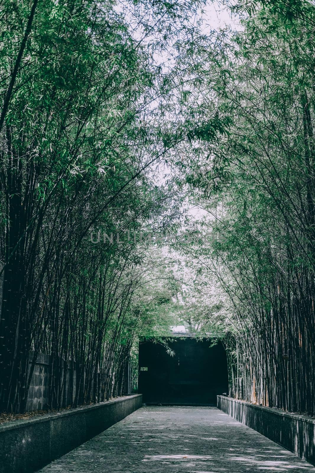 bamboo tree tunnel & walkway pathway road in garden