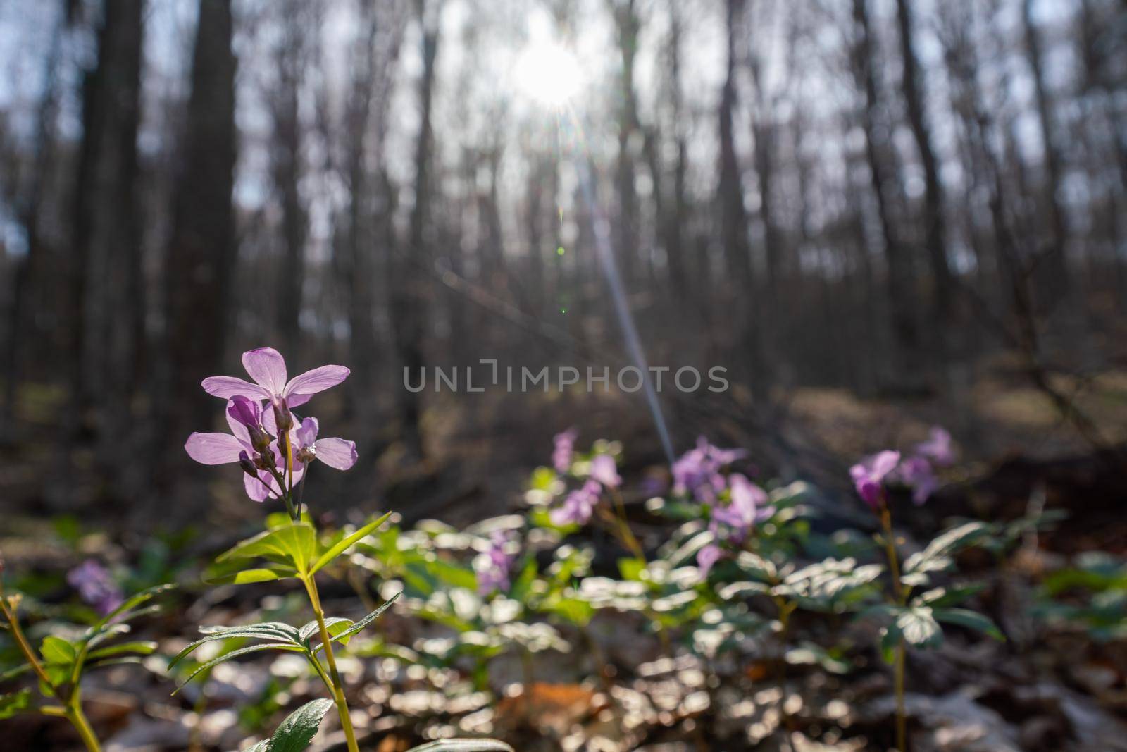 First spring forest flowers, Cardamine Dentaria bulbifera, selective focus. Purple and lilac forest flowers. Beautiful spring floral background.