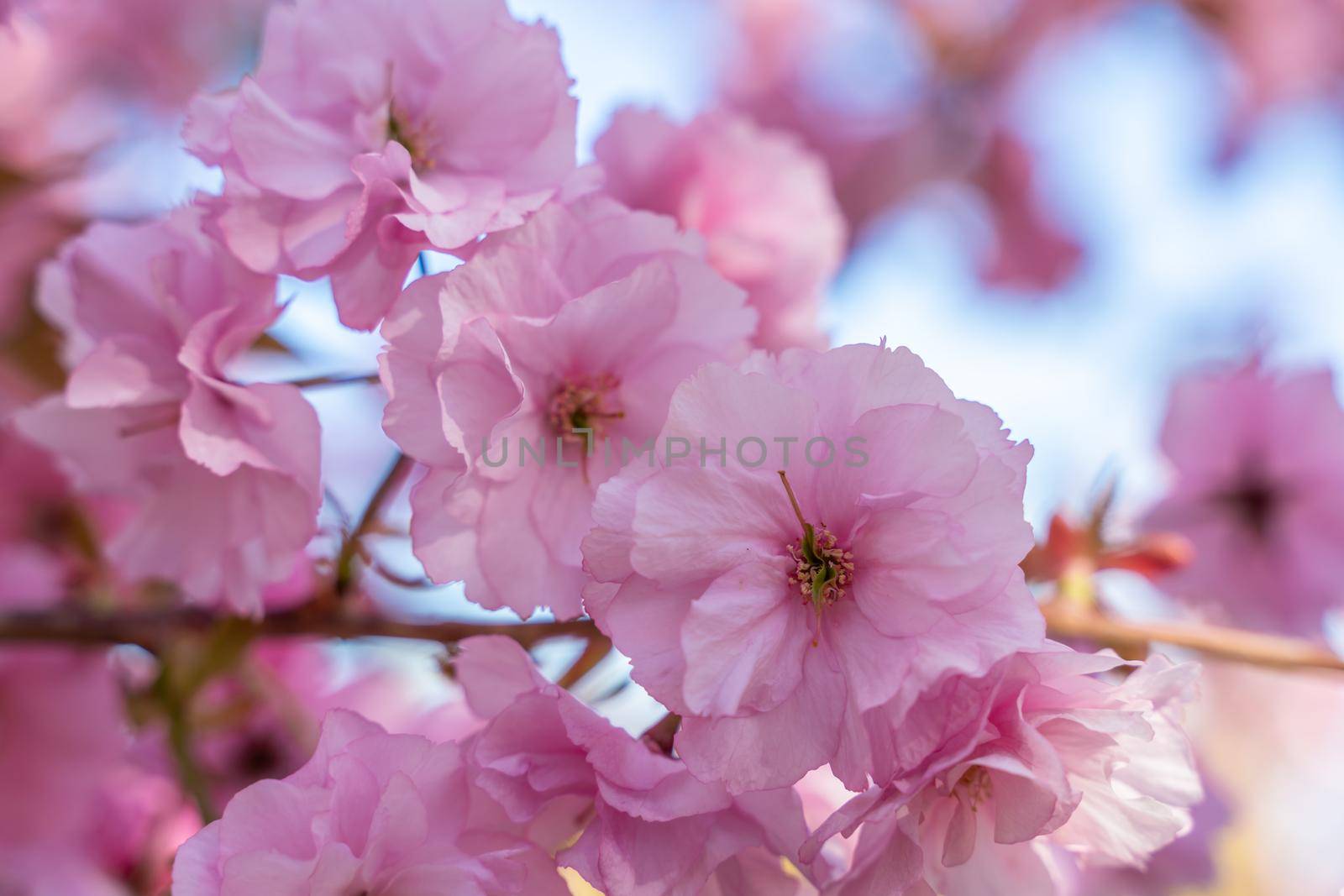 Double cherry blossoms in full bloom. A tree branch with flowers against a blue sky and the sun shines through the flowers. by Matiunina