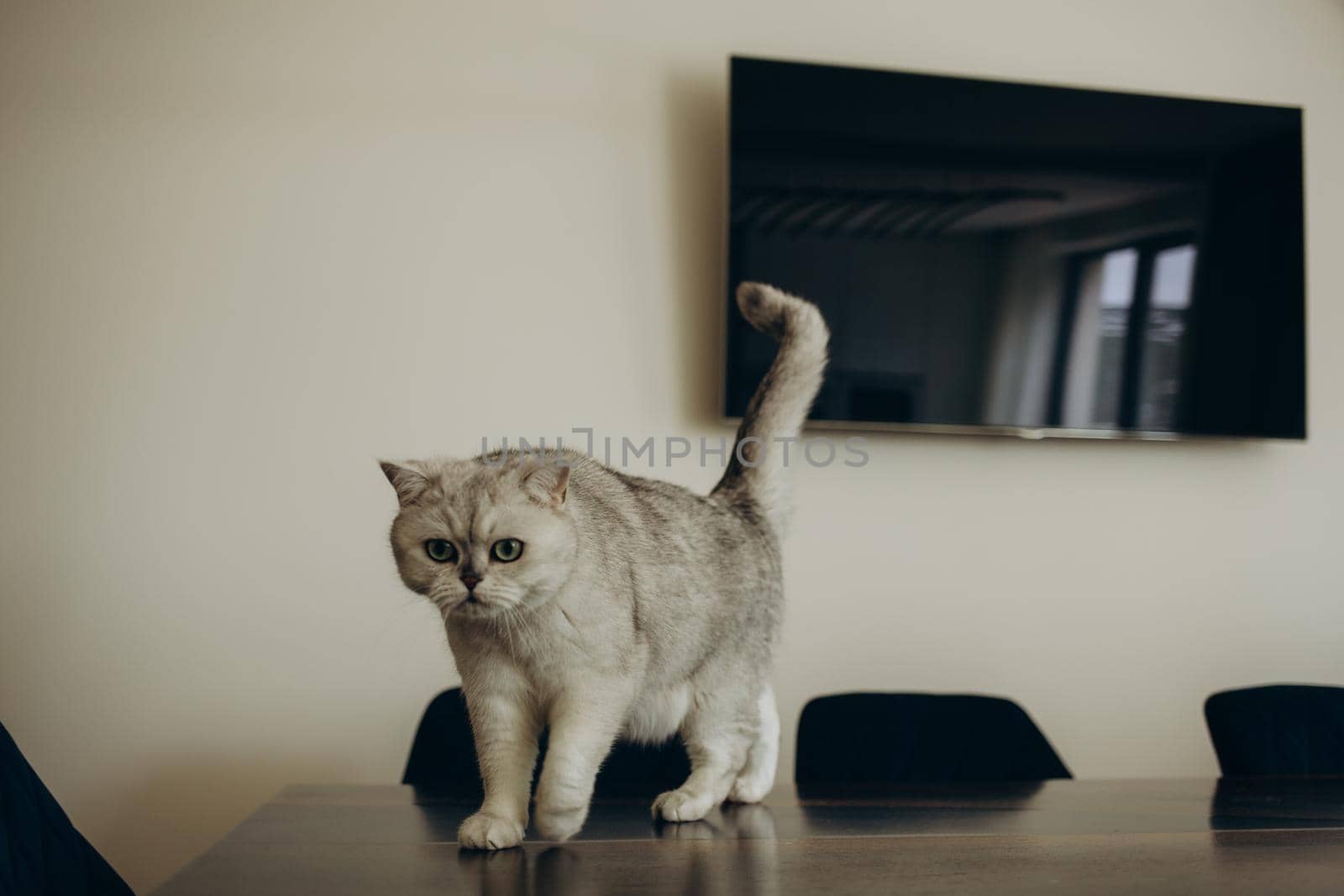 Beautiful purebred white cat walks on the table in the living room, on the background of the TV by fentonroma