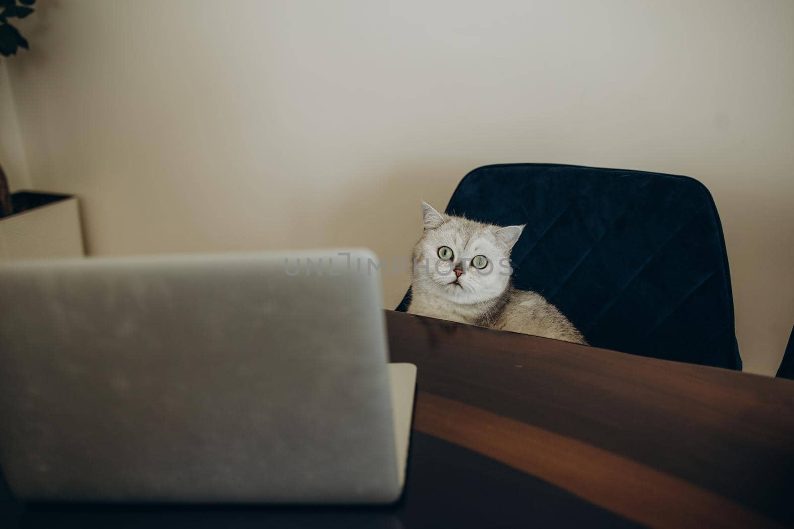 side view of scottish straight cat with laptop on couch.