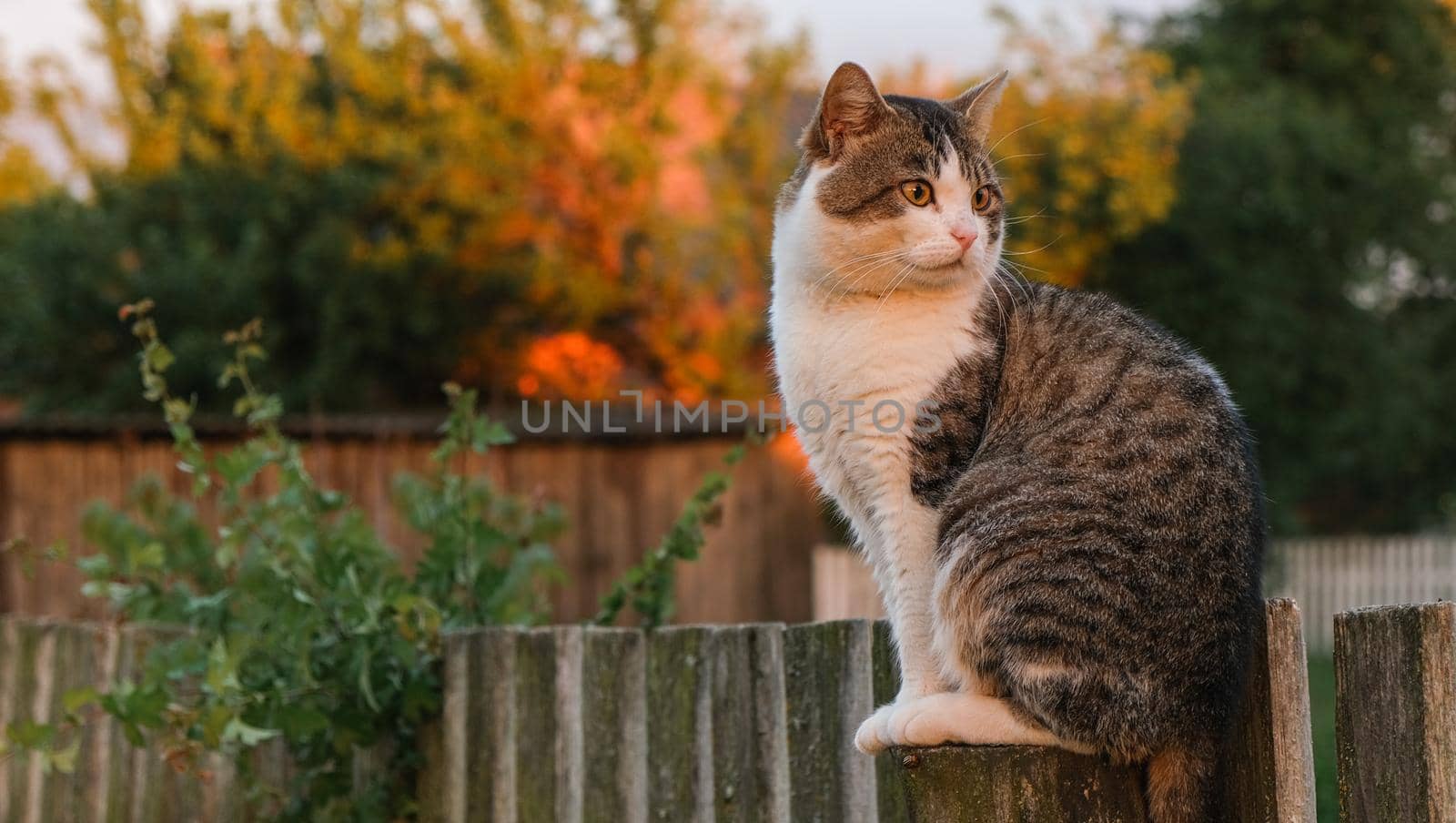 The cat is sitting on the fence. The cat in the village sits on a pole.