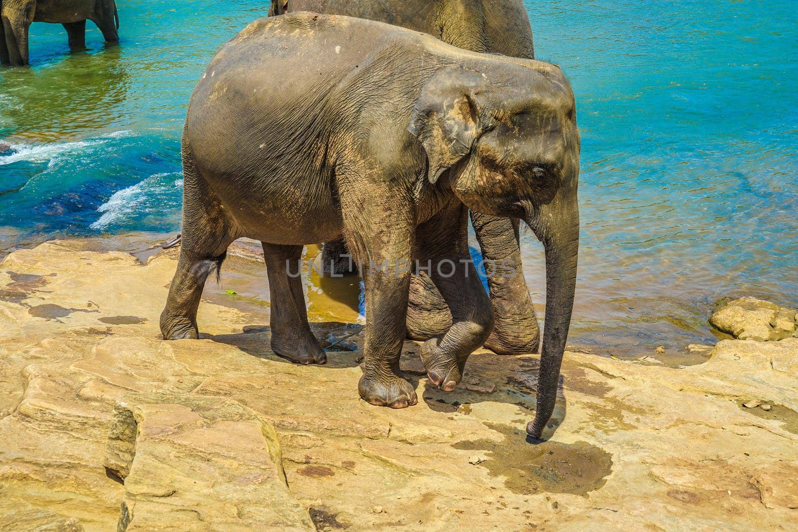 Wild elephant image (Sri Lanka Pinnala). Shooting Location: Sri Lanka