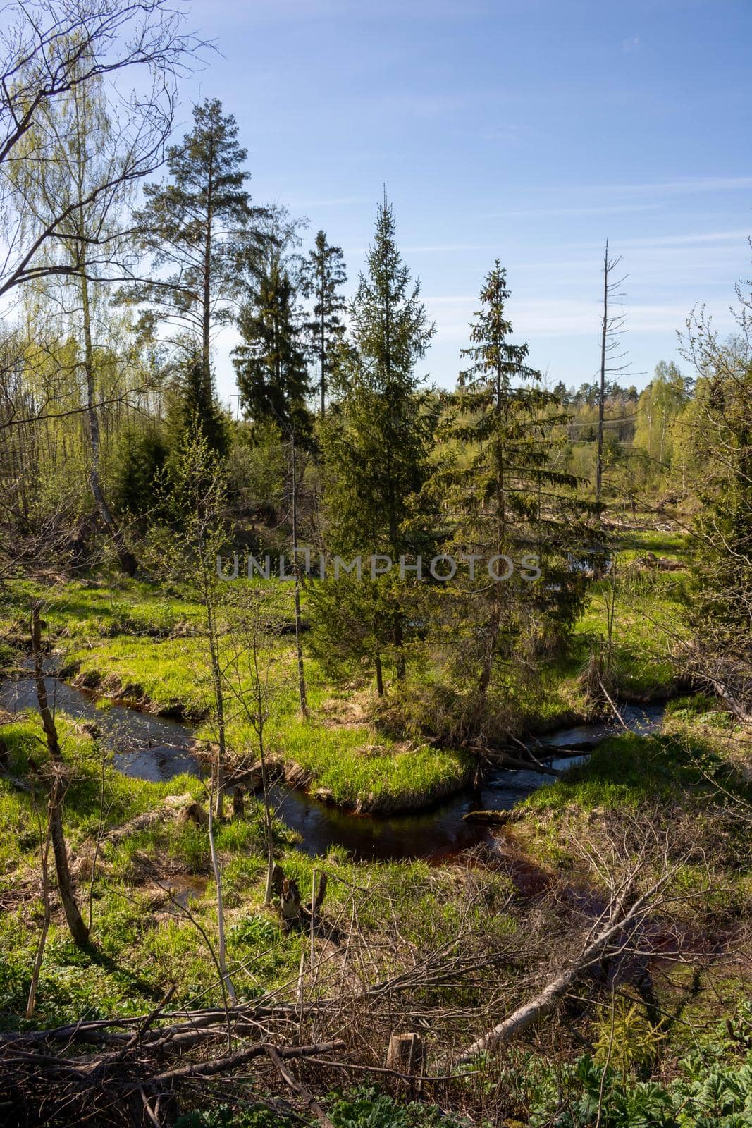 Spring forest and forest river on a bright sunny day by lapushka62