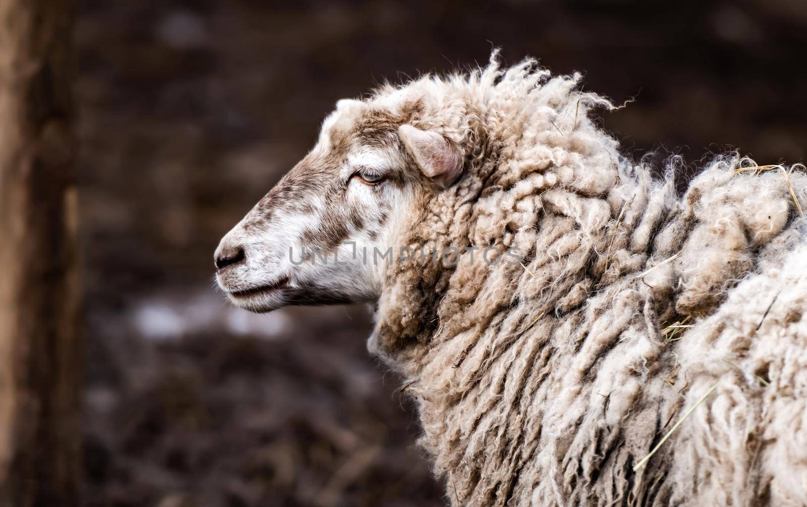 Merino sheep portrait by GekaSkr