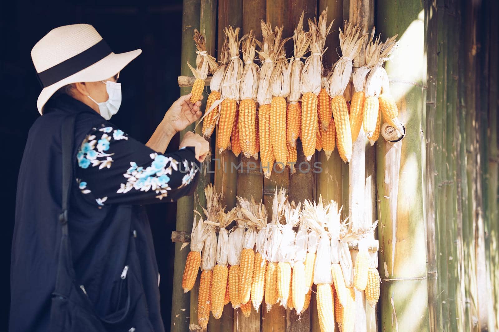 old woman hanging checking raw corn. vegetable harvest in farm