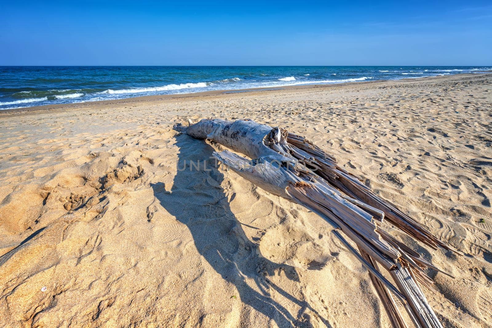 Old wood on the beach. Day view seascape.