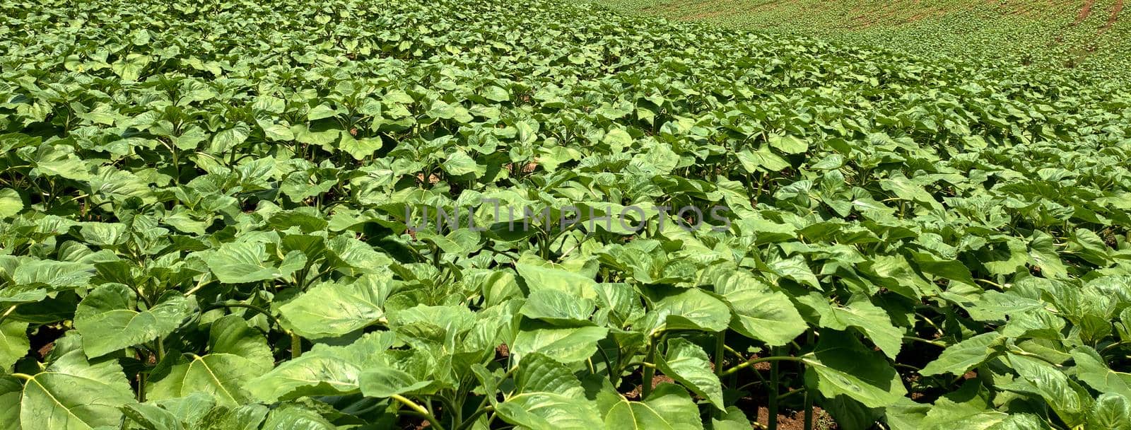Banner view of green plants. Agriculture concept.