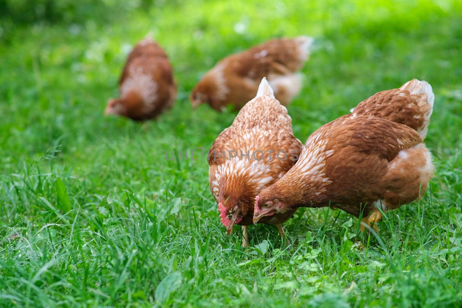 A red hen grazes in the green grass. Raising poultry. Chickens in the garden.