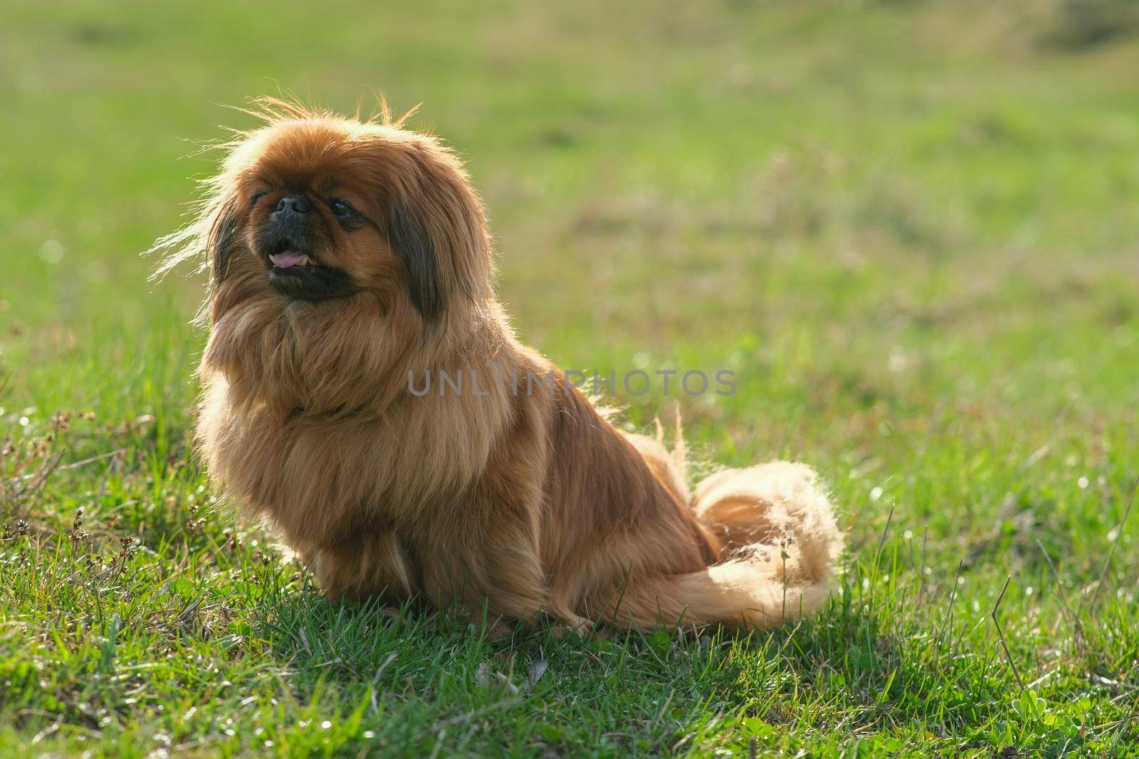 Dog breed Pekingese on a green grass. Shaggy elderly Pekingese red color. Cute fluffy dog.