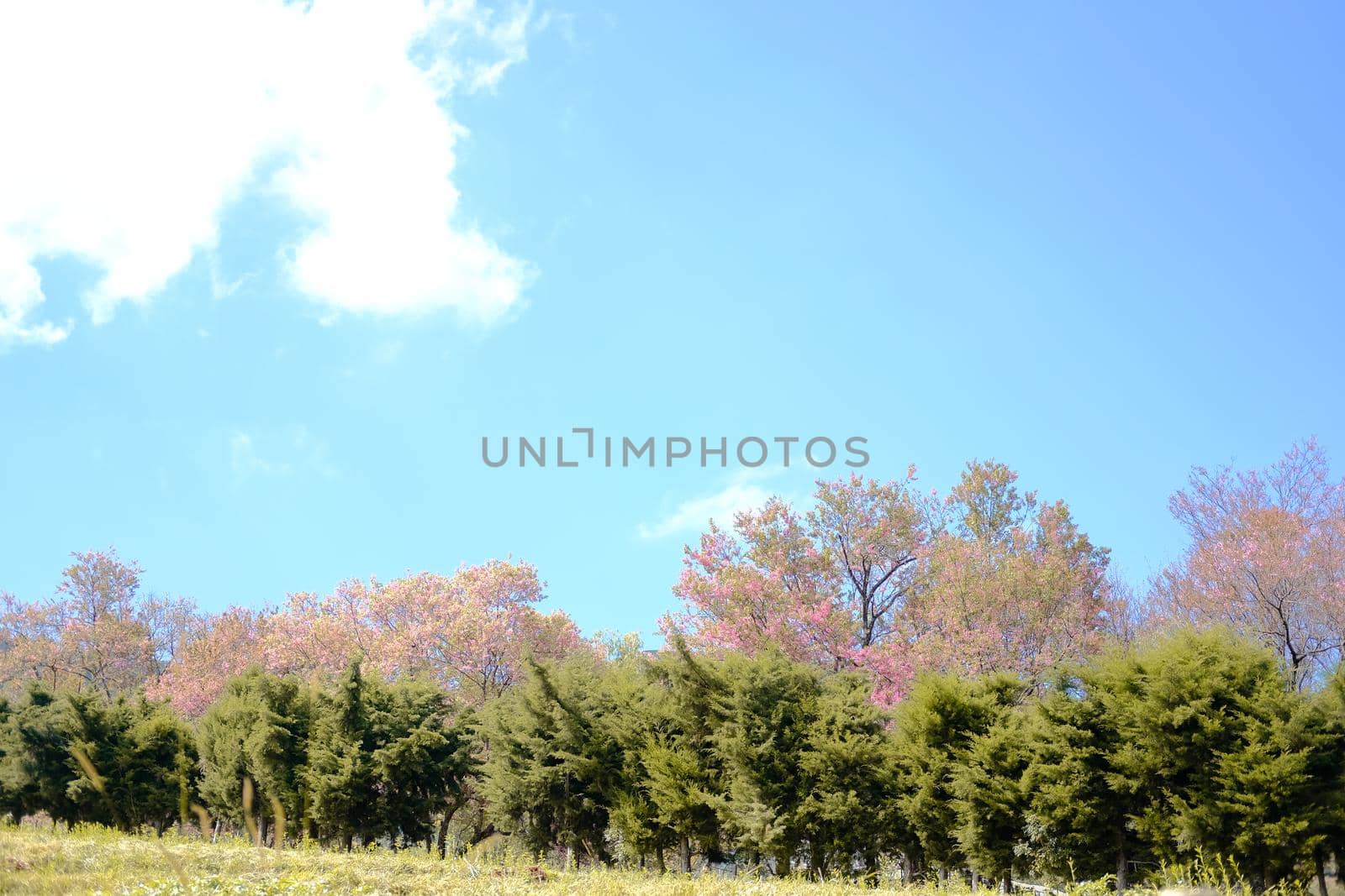 wild himalayan sakura cherry blossom flower. blooming pink flora tree in park. Prunus Cerasoides