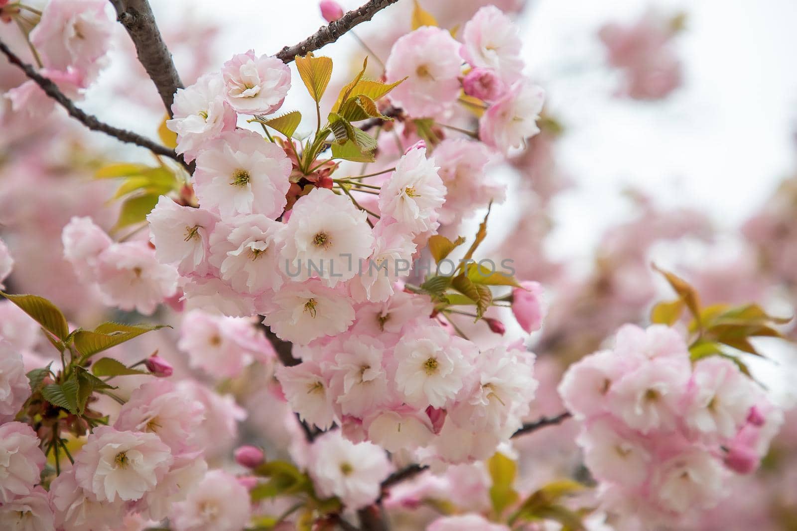 Beautiful gentle colors of the blossom tree in spring. Close up