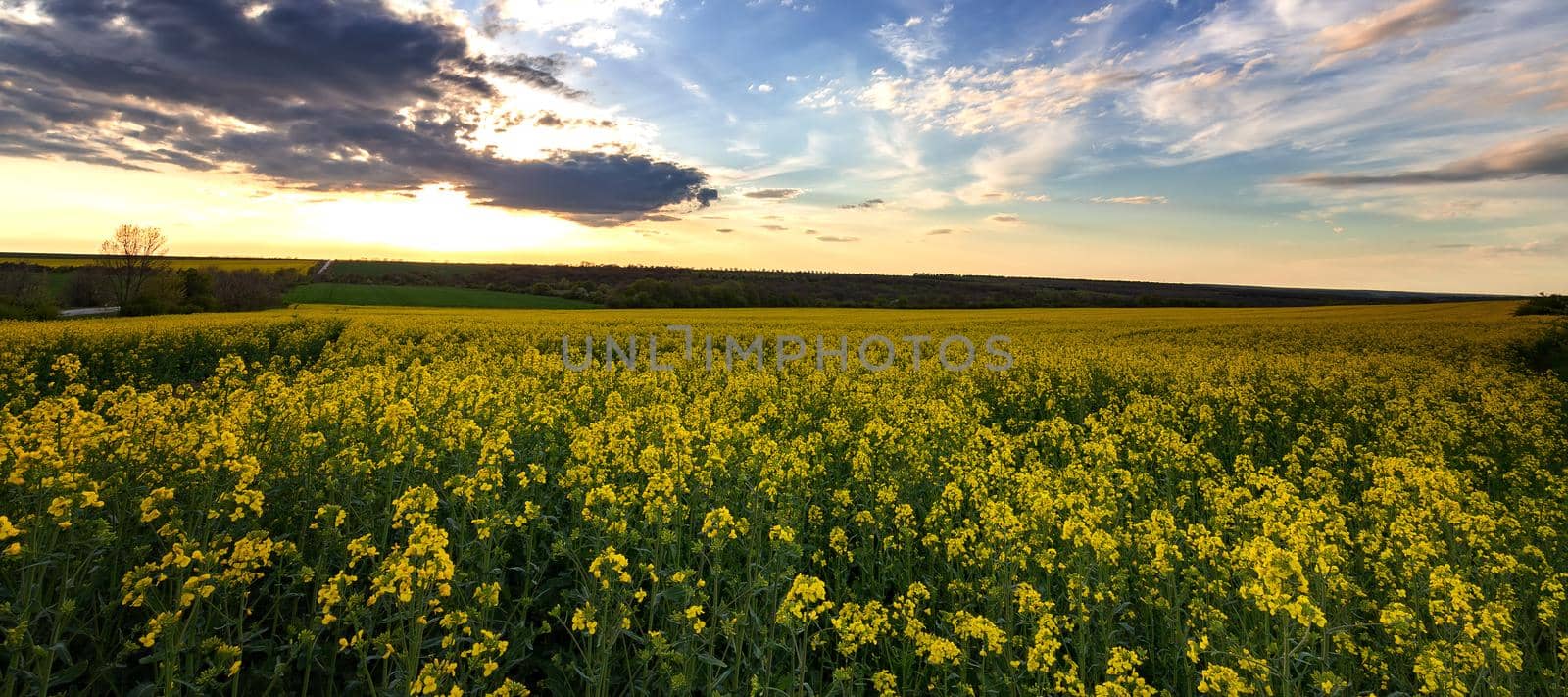 Panoramic landscape with beautiful sky and rapeseed field  by EdVal