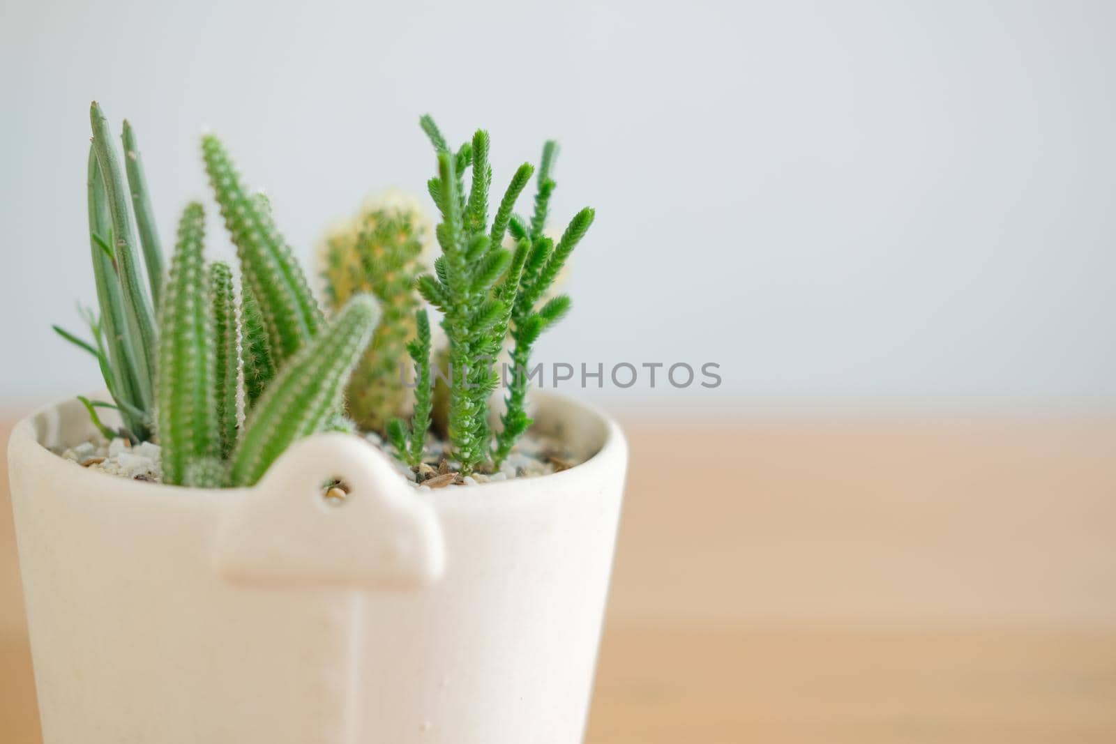 succulent cactus plant in pot decorating on wooden desk table