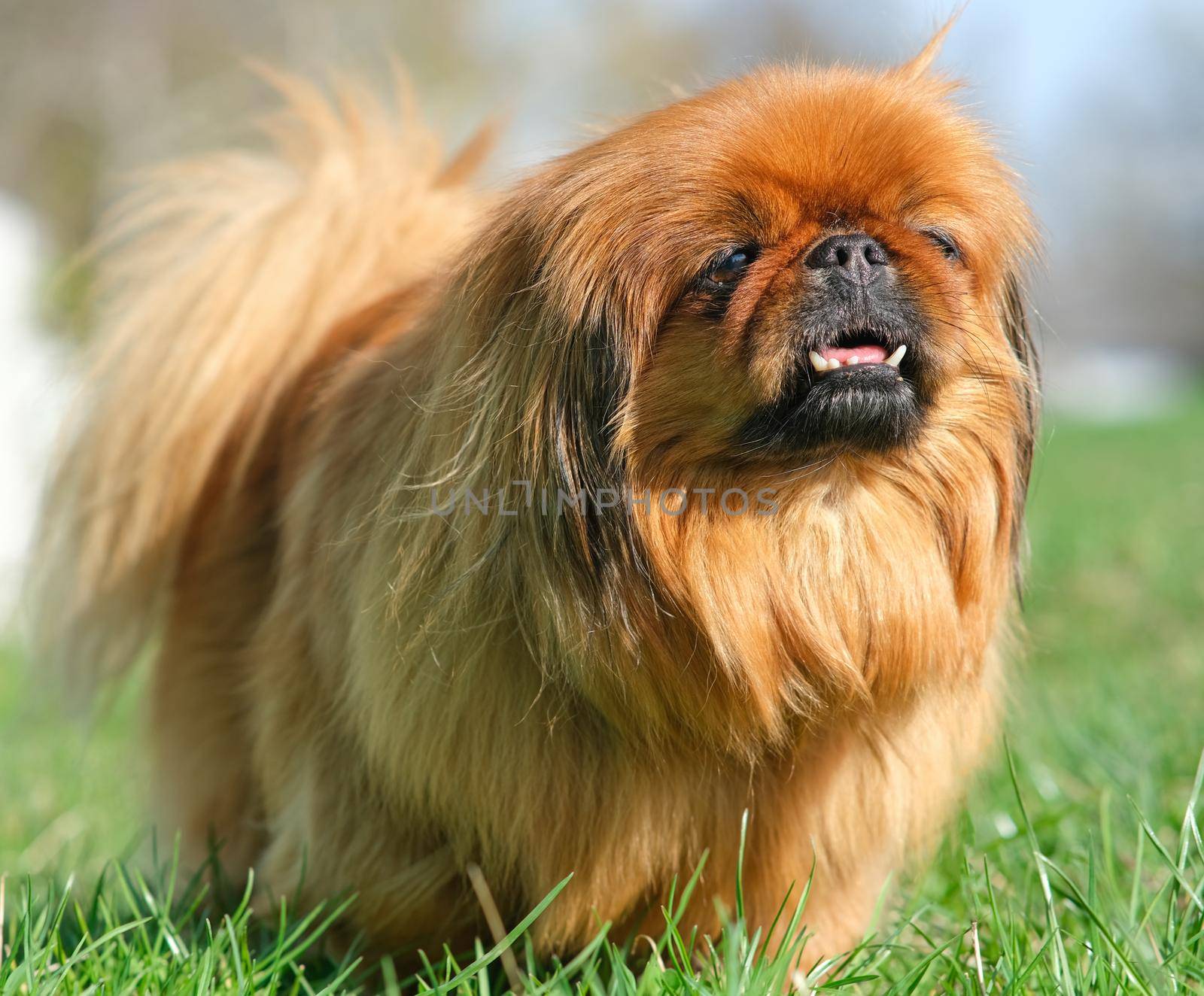 Dog breed Pekingese on a green grass. Shaggy elderly Pekingese red color. Cute fluffy dog.