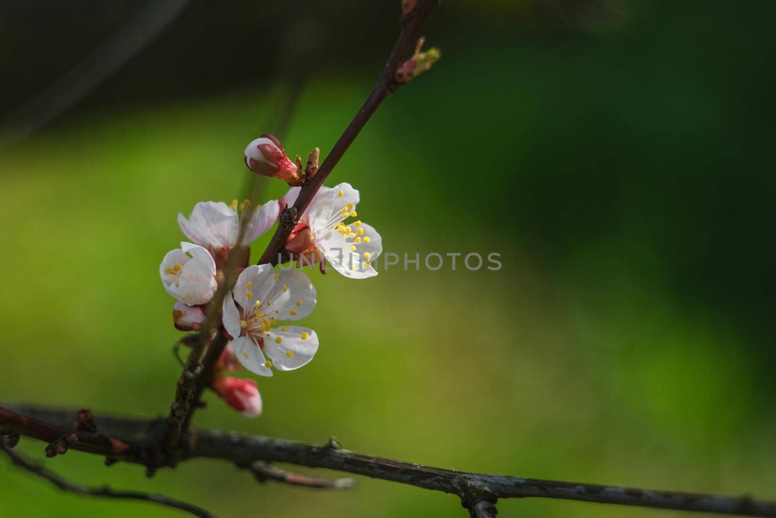 Blooming spring garden. Flowering twig on a background of green grass. Flower close-up.