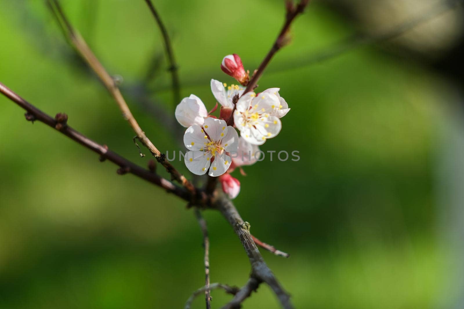 Blooming spring garden. Flowering twig on a background of green grass. Flower close-up.