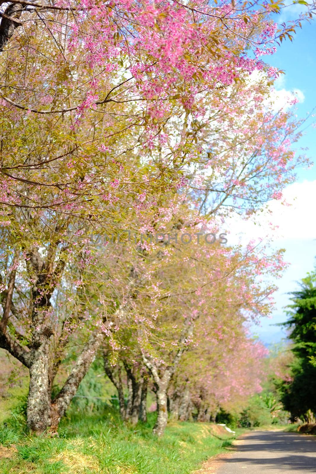 wild himalayan sakura cherry blossom flower. blooming pink flora tree in park. Prunus Cerasoides