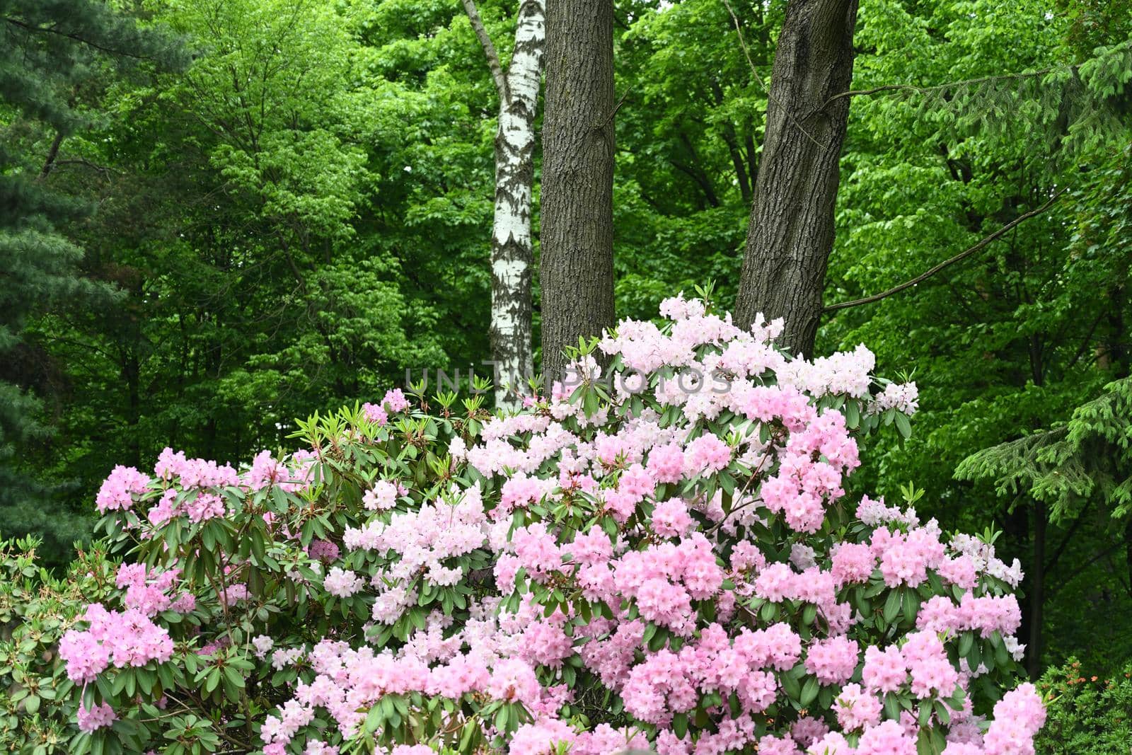 Flowers of lilac color on a background of greenery in the park