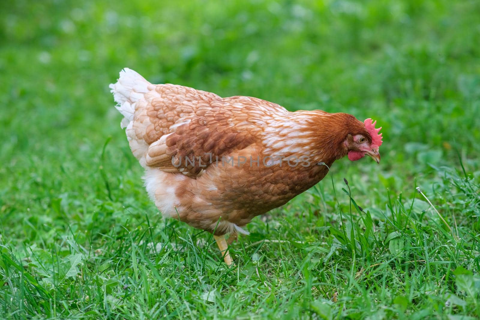 A red hen grazes in the green grass. Raising poultry. Chickens in the garden.