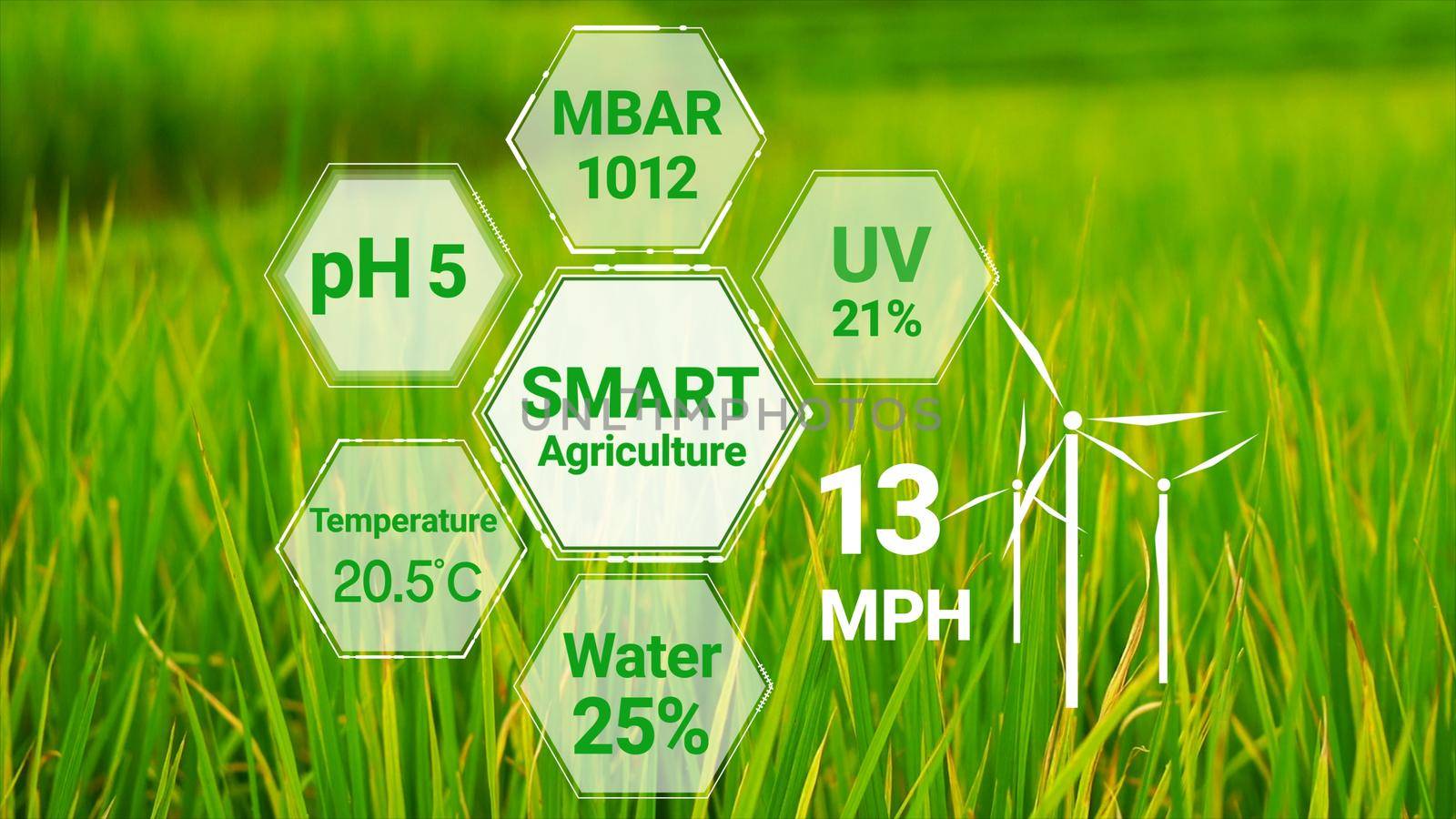 Smart digital agriculture technology by futuristic sensor data collection management by artificial intelligence to control quality of crop growth and harvest. Computer aided plantation grow concept.