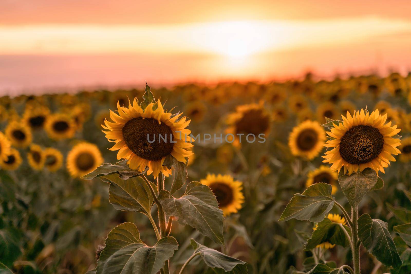 Beautiful sunflower garden. field of blooming sunflowers against the backdrop of sunset. The best kind of sunflower in bloom. Growing sunflowers to make oil. by Matiunina