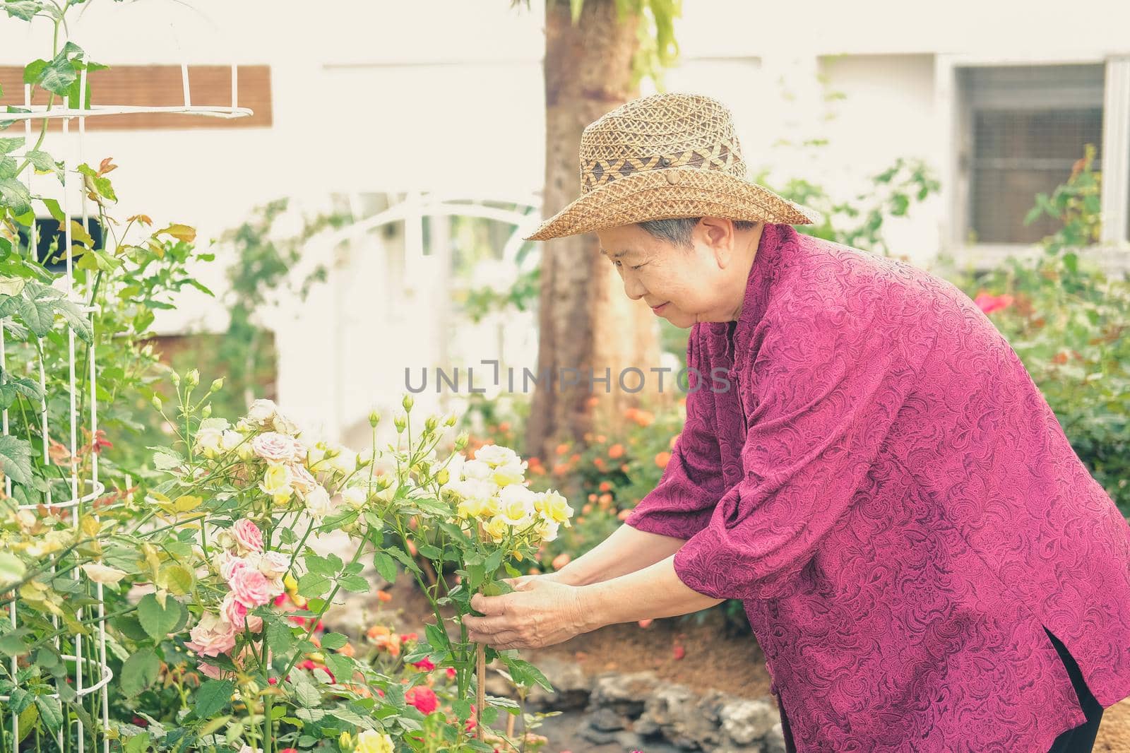 old elder woman resting in flower garden. asian elderly female relaxing in park. senior leisure lifestyle
