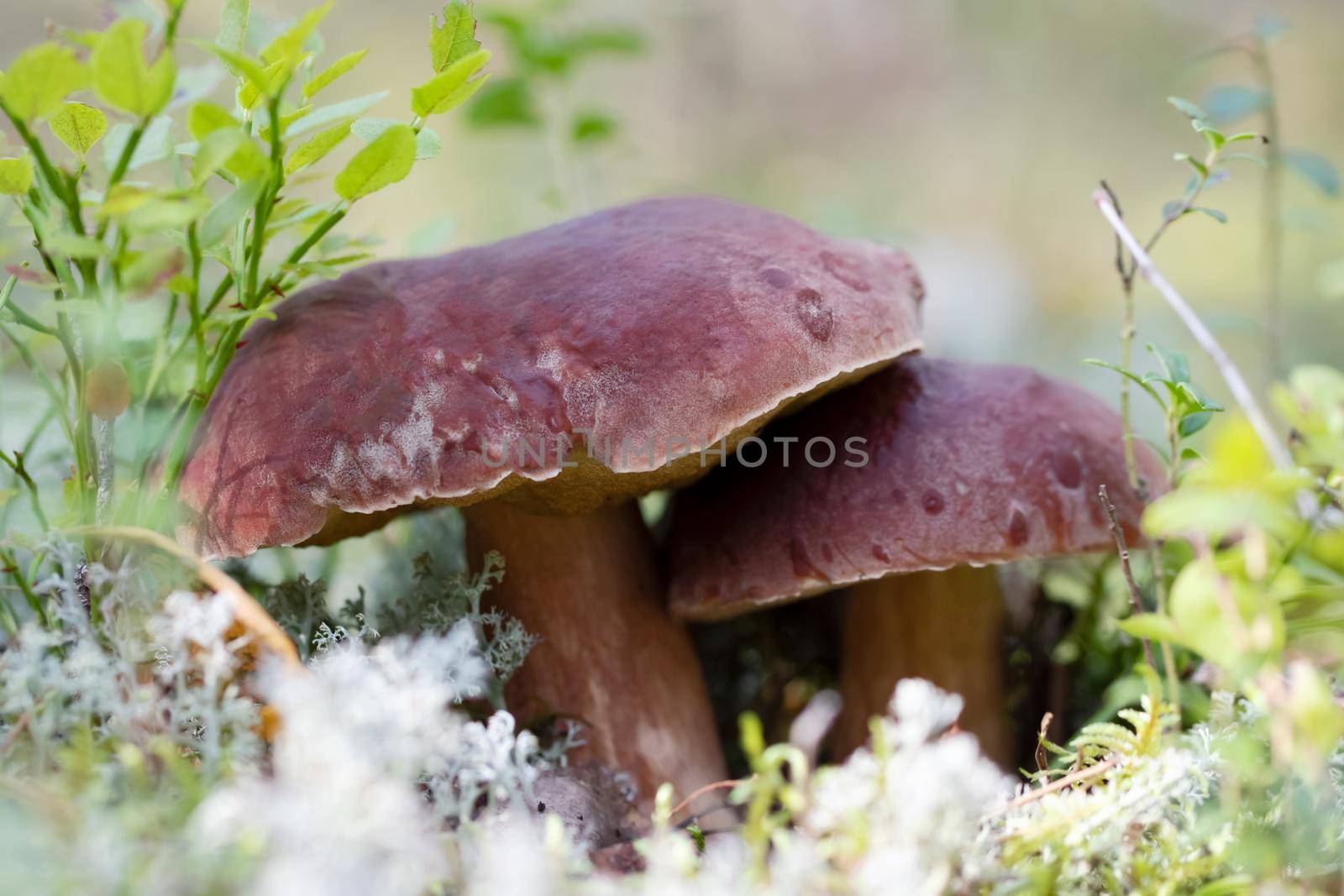 Two boletus edulis or porcini mushrooms in a pine forest.