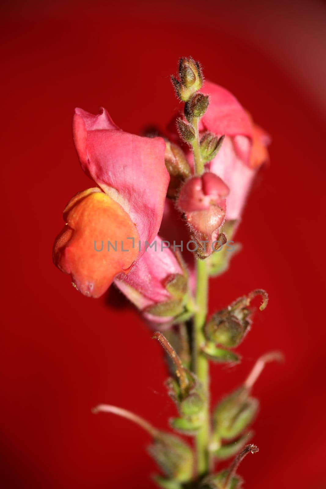 Red flower blossoming macro botanical background Antirrhinum majus family Plantaginaceae big size prints high quality floral home decor