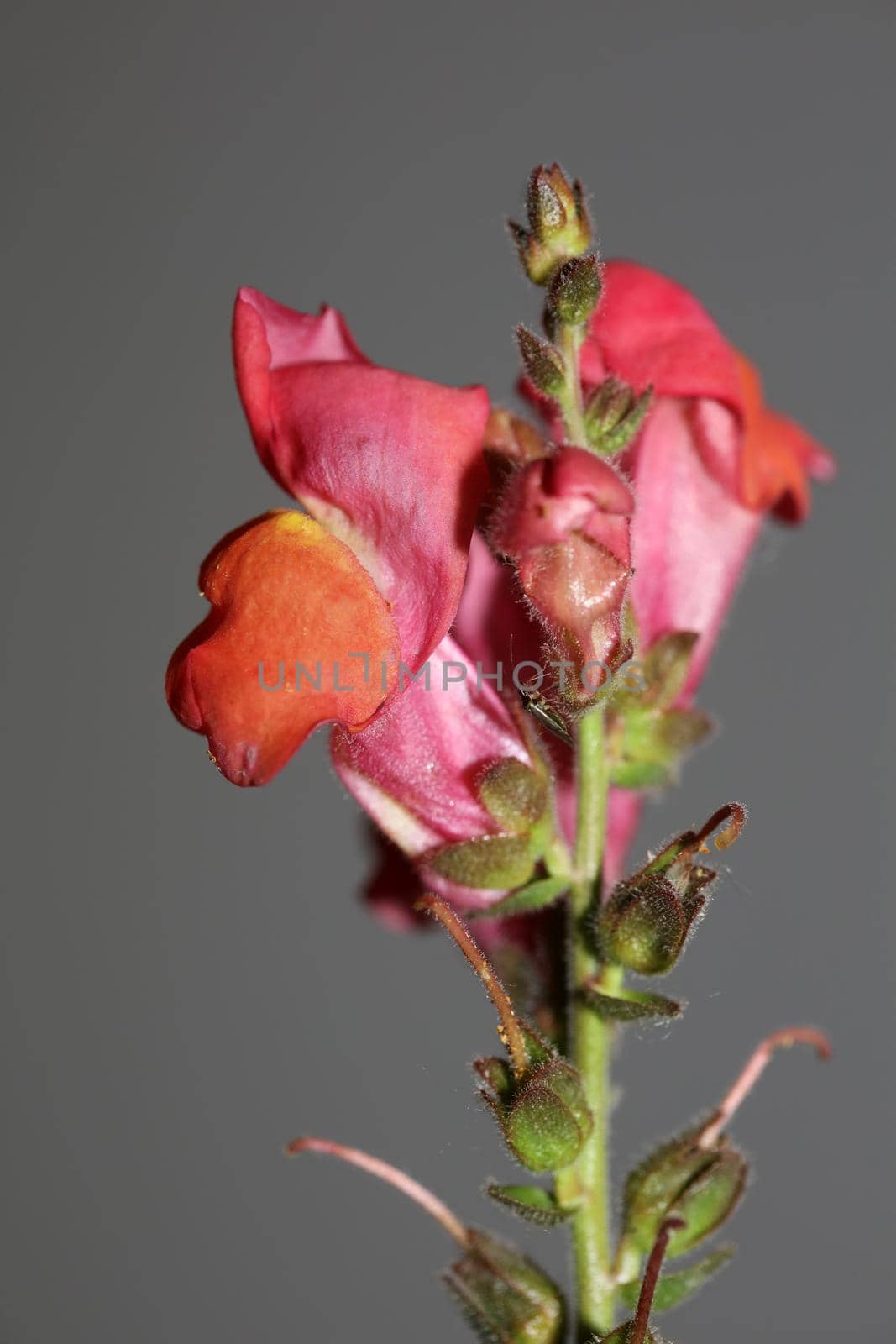 Red flower blossoming macro botanical background Antirrhinum majus family Plantaginaceae big size prints high quality floral home decor