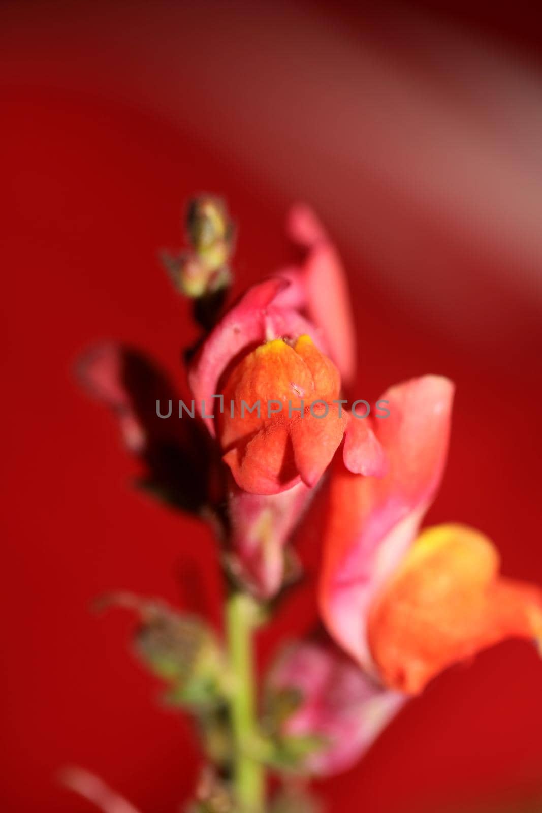 Red flower blossoming macro botanical background Antirrhinum majus family Plantaginaceae big size print high quality floral home decor by BakalaeroZz