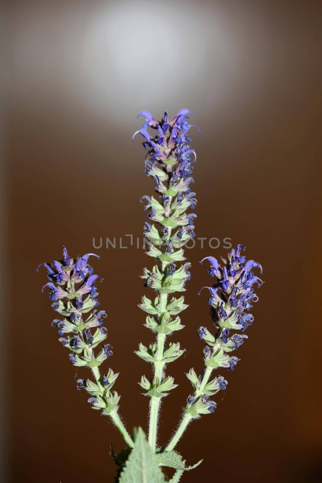 Flower blossoming salvia nemorosa family lamiaceae close up botanical background high quality big size print home decor agricultural plant