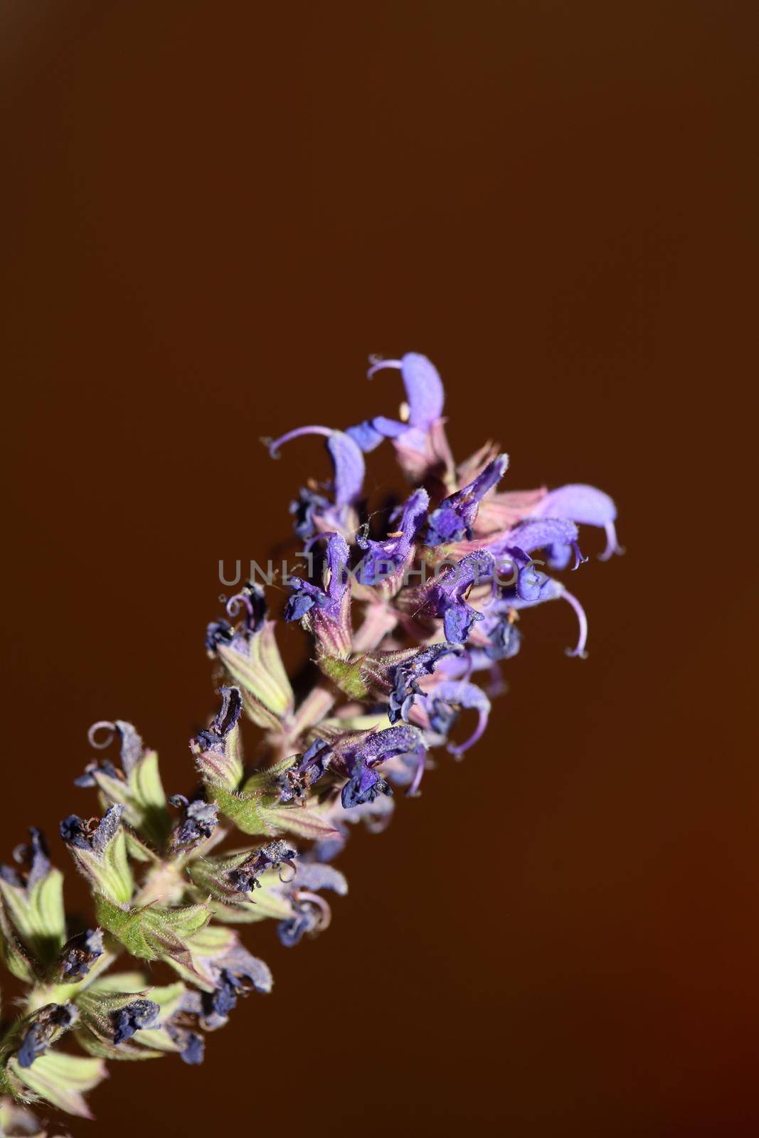 Flower blossoming salvia nemorosa family lamiaceae close up botanical background high quality big size print home decor agricultural plants by BakalaeroZz
