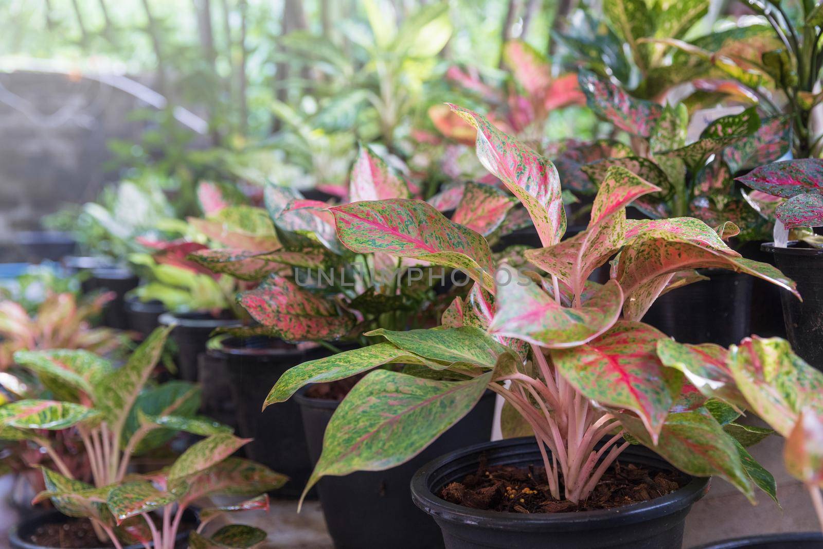 Red leaves aglaonema on shelf in nursery by toa55