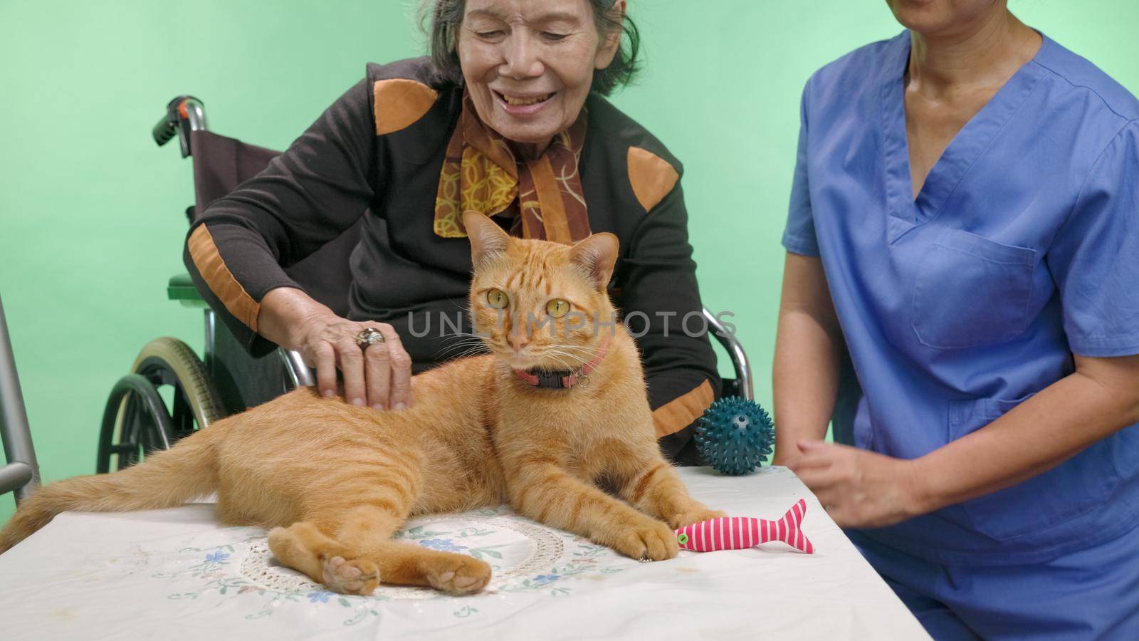 Pets Therapy Helps Dementia Elderly on Chroma Key Background. by toa55