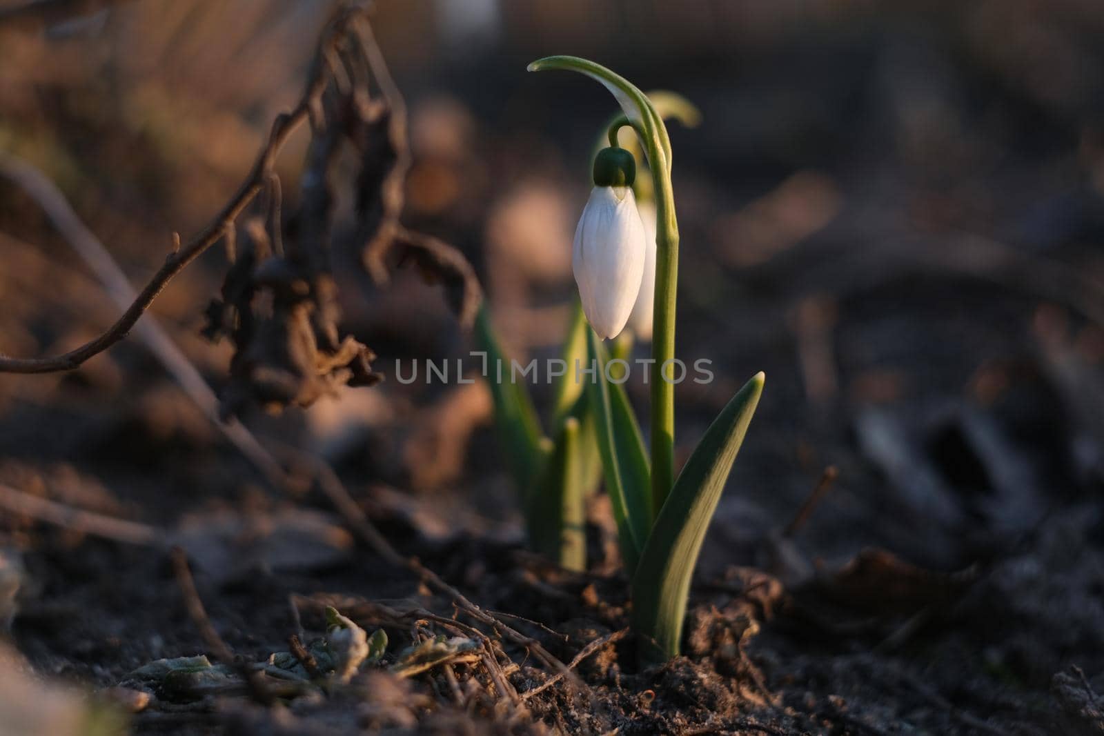 Flowers of a snowdrop or common snowdrop. Snowdrops bloom in the garden in spring.