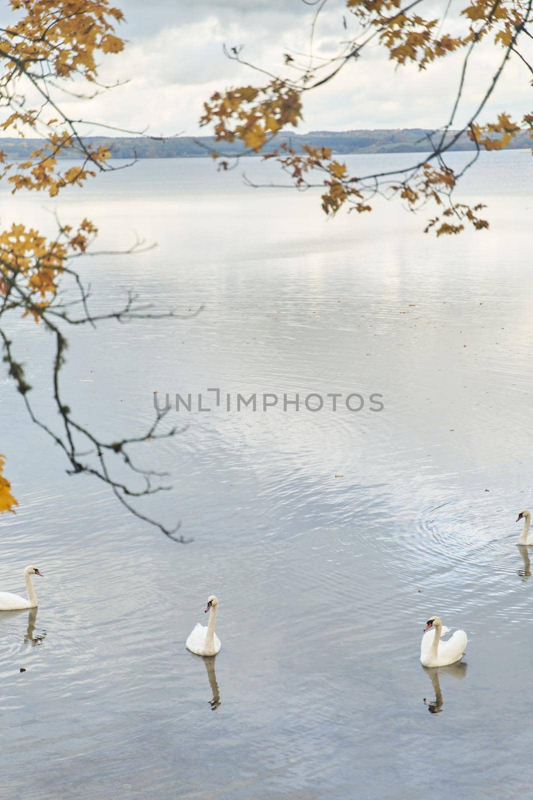 White swans swim in the lake. Kaliningrad region. High-quality photo